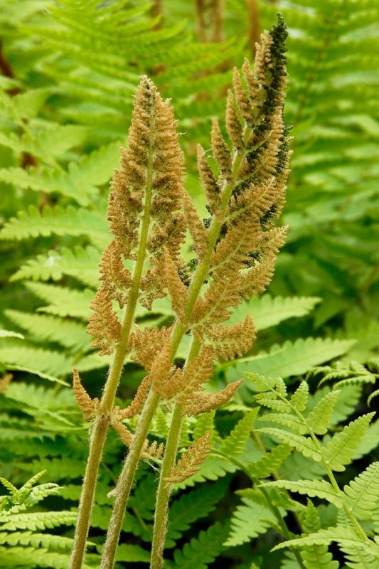Plant cinnamon ferns in full to partial shade Cape Gazette